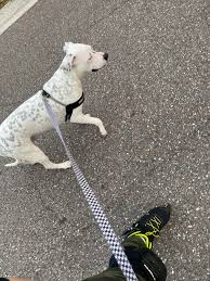 Expose them to the gear. One Of My Goals Was To Rollerblade With Me Dog Today We Rode Rollerblading