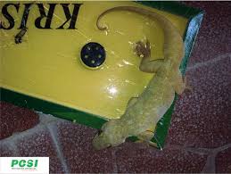 Pest clinic offers effective pest control services for lizard control to both household and offices with our effective herbal products which are non toxic to humans and pets. Lizard Control I Lizard Pest Control I Pest Control For Lizards Indore M P India