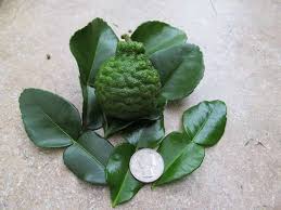 The valencia orange is a sweet orange. Kaffir Lime Tree Just Fruits And Exotics
