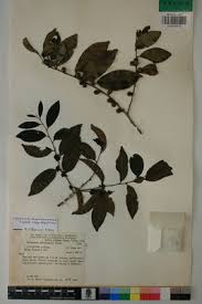 Image result for Diospyros abyssinica