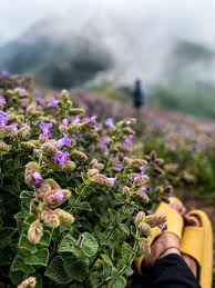 Image result for Isoglossa multinervis