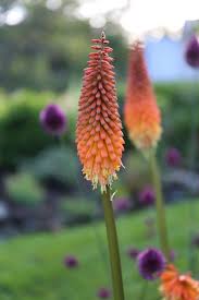 Image result for Kniphofia princeae