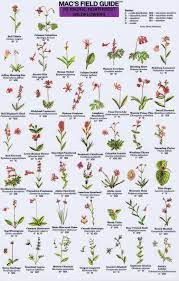 Check spelling or type a new query. Pacific Northwest Wildflowers Mac S Field Guide Waggoner Cruising Guide British Wild Flowers Alpine Flowers Wildflower Tattoo