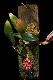 Image result for Bulbophyllum vulcanicum