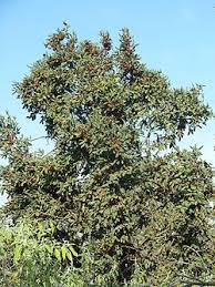 Image result for Combretum xanthothyrsum