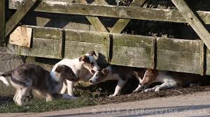 The breed was recognised by the united kennel club in 2011, but as yet it hasn't been recognised by other kennel clubs. Puppies Kushbudar Silken Windhounds