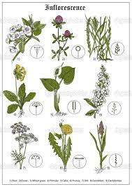 Inflorescence Of Pear Clover Wheat Grass Primula Calla Prunus Dill Dandelion Dactylorhiza Floral Vector Illust Wheat Grass Primula Vector Illustration