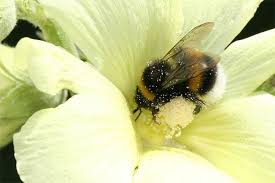 Erdhummeln Kann Man Das Ganze Gartenjahr Uber Von Marz Bis November Im Garten Beobachten Foto Helge May Insekten Mauerbienen Distelfalter