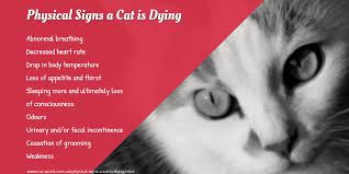 This can be a sign of unhappiness and ill health. Cat Infographics Cat World