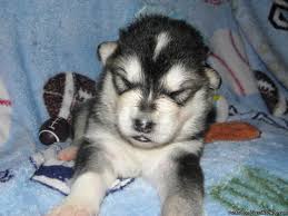 We did not find results for: 11 Alaskan Malamutes Are My Babies Ideas Alaskan Malamute Malamute Puppies