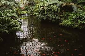 Filmy 4k i hd dostępne natychmiast na dowolne nle. Planning To Convert Your Old Pool Into A Koi Pond Only Trust The Experts Oc Pond And Fountain Care