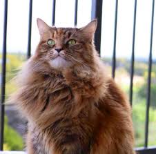 Maine coon breeders are located in every us state, however buyers should ensure they only purchase maine coon kittens or cats from registered breeders. Maine Coon Mix Cat For Adoption In Austin Tx Supplies Included Adopt Nene