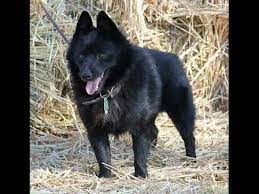 Deborah Kunic Has Schipperke Puppies For Sale In San Miguel Ca On Akc Puppyfinder Schipperke Dog Puppies For Sale Schipperke