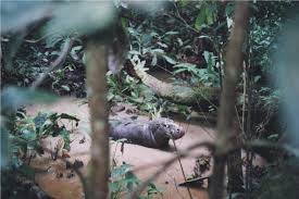 Image result for Lomariopsis guineensis