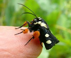 Found in texas most commonly in spring, especially april. Alypia Octomaculata Eight Spotted Forester Prairie Haven