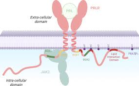 Image result for Prolactin