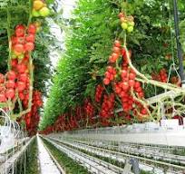 PVC Gutter Cocopeat Slab Hydroponics Tomato Growing System Drain Gutter