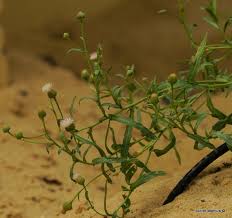 Image result for Doellia