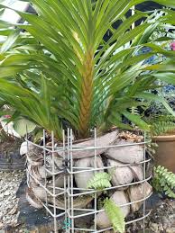 Cara menanam orkid jom kita berkongsi pengalaman beberapa teknik cara membiakkan orkid dan juga media tanaman yang selalu digunakan dikalangan peminat orkid. Tabur Tulang Ikan Mayong Petua Pokok Orkid Harimau Berbunga Mingguan Wanita