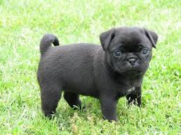 Baby Pugs Cutepugpics Now That It S Summer Fur Baby Is Ready To Go Exploring Black Pug Puppies Pug Puppies Pug Puppies For Sale