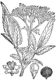 What is a dwarf fruit tree? Sambucus Ebulus Dwarf Elder Dwarf Elderberry Pfaf Plant Database