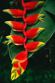 Hanging Heliconia Art Print By Bill Schildge Printscapes In 2020 Heliconia Flower Unusual Flowers Heliconia