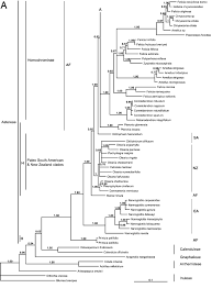 Image result for Welwitschiella neriifolia