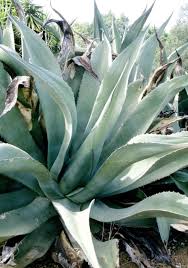 Image result for Grangea zambesiaca