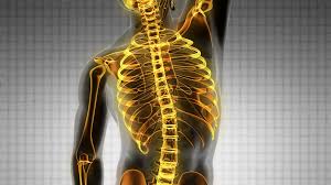 We did not find results for: Backbone Backache Science Anatomy Scan Of Human Spine Bones Glowing Stock Video Footage Storyblocks