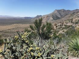 A desert spectacle — organ pipe cactus national monument has different species of cacti growing together unlike anywhere else in the united states! A Moving Border And The History Of A Difficult Boundary