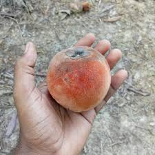 Image result for Diospyros zombensis