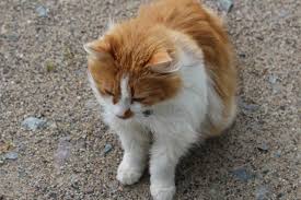 Le Chat Archives Dynamic Seniors
