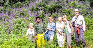 Image result for Pentarrhinum insipidum