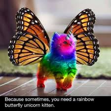 Tricky To Know Where To Pin When You Have Boards Dedicated To Cats Rainbows And Unicorns Rainbow Butterfly Unicorn Kitten Rainbow Butterfly Unicorn