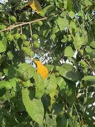 Image result for Guazuma