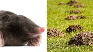 I don't really do any mole extermination here in florida. Tips For Identifying Moles Voles And Gophers