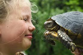 39714632-Tilly Smith, aged nine, with Winnie the tortoise, aged 123 years,  at their home at Brooke.