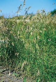 Image result for Bromus