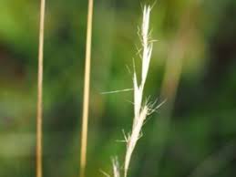 Image result for Rytidosperma davyi