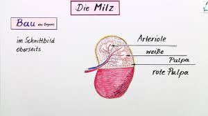 Die Milz Erklart Inkl Ubungen
