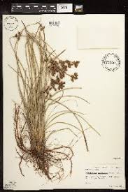Image result for Fimbristylis madagascariensis