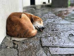 Puppy Sleeping In The Rain X Post From R Aww Raining