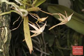 Image result for Angraecum cultriforme