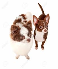 Gorgeous chocolate kc long hair chihuahua puppies. Long Haired And Smooth Coat Chocolate With White Two Chihuahua Stock Photo Picture And Royalty Free Image Image 31106305