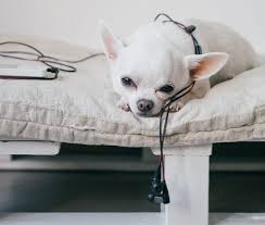 Maybe you would like to learn more about one of these? 7 Best Heated Dog Beds 2021 Reviews Buying Guide Safe Options
