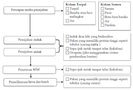Diagram alir proses pembenihan ikan dalam kegiatan pembenihan ikan konsumsi khususnya ikan lele, perlu diperhatikan beberapa hal agar memenuhi standar produksi yaitu seperti berikut. Proses Produksi Pembenihan Ikan Lele Dan Alat Pendukung
