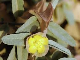 Image result for Melhania prostrata