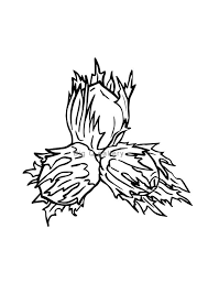 Art Nature Drawing Black And White Botanical Printable Wall Art Hazelnut Sketch Black And White Etsy Printable Wall Art Wall Printables Digital Art Prints