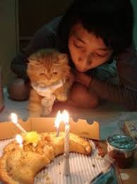 Perayaan tersebut dilakukan setahun ada berbagai macam kue ulang tahun yang bentuknya sangat menarik dan bisa menjadi inspirasi buat kamu. 81 Gambar Kucing Ulang Tahun Paling Bagus Gambar Pixabay
