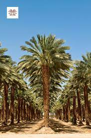 Date Palm Trees Palm Trees Palm Beautiful Tree